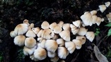 Coprinellus flocculosus image