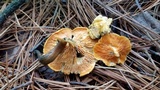 Hygrophoropsis aurantiaca image