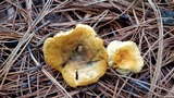 Hygrophoropsis aurantiaca image