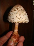Leucoagaricus americanus image