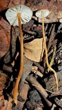 Xerula hispida image