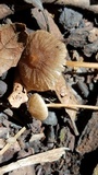Xerula hispida image