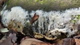 Helvellosebacina concrescens image