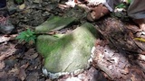 Helvellosebacina concrescens image