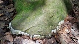 Helvellosebacina concrescens image