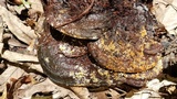 Hypomyces aurantius image