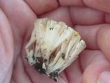 Sebacina schweinitzii image