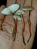 Xerula hispida image