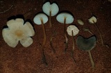 Xerula hispida image