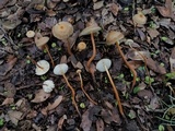 Xerula hispida image