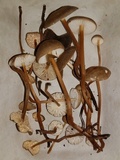 Xerula hispida image