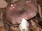 Russula cyanoxantha image