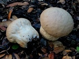 Calvatia cyathiformis image