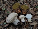 Calvatia craniiformis image