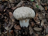 Calvatia craniiformis image