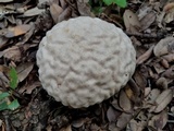 Calvatia craniiformis image