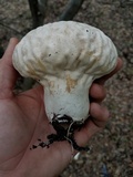 Calvatia craniiformis image