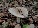 Amanita canescens image