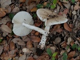Amanita canescens image