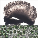 Rinodina beccariana image