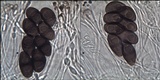 Rinodina beccariana image