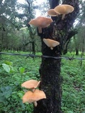 Lentinula boryana image