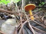 Hygrophoropsis aurantiaca image