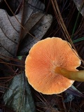 Hygrophoropsis aurantiaca image