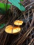 Hygrophoropsis aurantiaca image