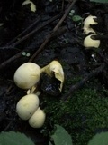 Entonaema liquescens image
