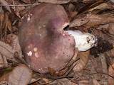 Russula cyanoxantha image