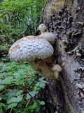 Hemipholiota populnea image