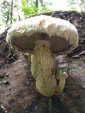 Hemipholiota populnea image