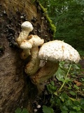 Hemipholiota populnea image