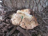 Inonotus dryadeus image