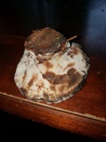 Laetiporus persicinus image