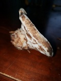 Laetiporus persicinus image