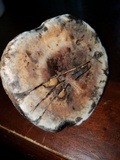 Laetiporus persicinus image