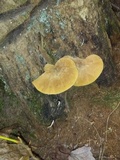 Tapinella atrotomentosa image