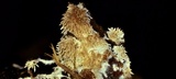 Hydnocristella himantia image