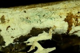 Hydnocristella himantia image
