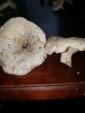 Lactarius piperatus image