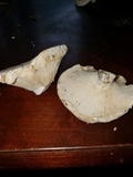 Lactarius piperatus image