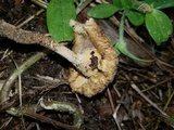Lentinus berteroi image