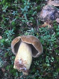 Boletus durhamensis image