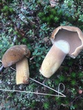 Boletus durhamensis image