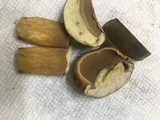 Boletus durhamensis image