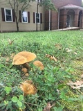 Boletus durhamensis image