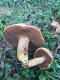 Boletus durhamensis image