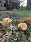 Boletus durhamensis image